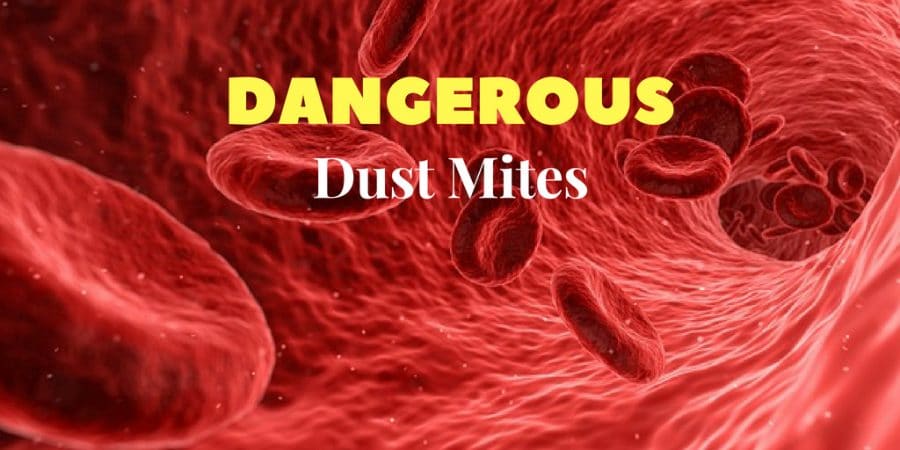 are dust mites dangerous to humans