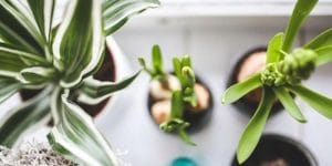 best indoor houseplants for asthma and allergy