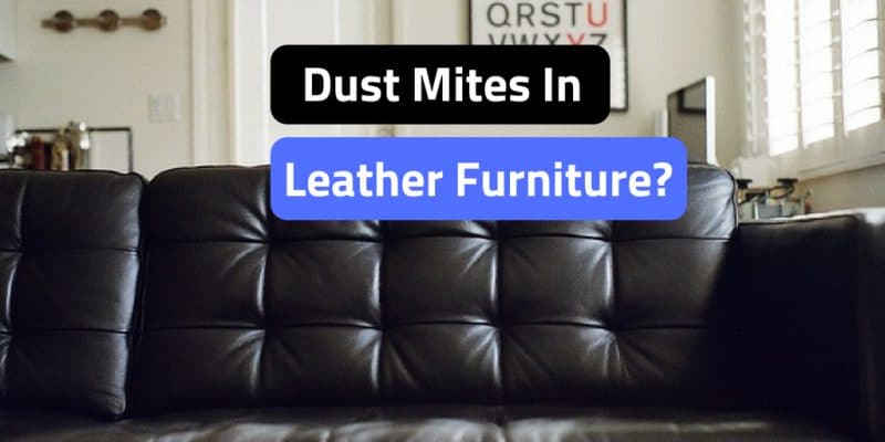 Can dust mites live in leather furniture