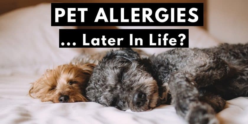 Can I develop pet allergies later in life