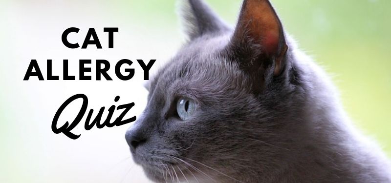 cat allergy quiz