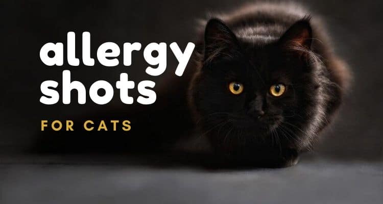 cat allergy shots